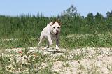 LABRADOR 044